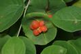 Lonicera caprifolium